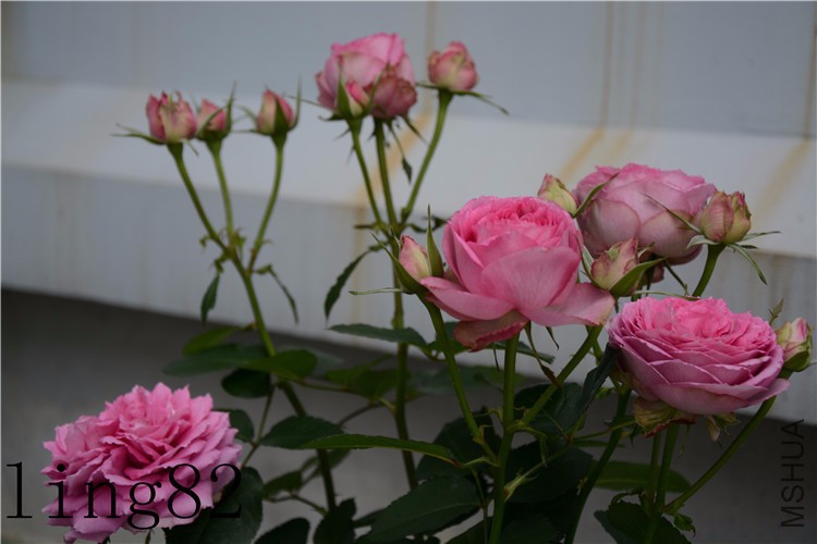 DSC_6941_����.jpg