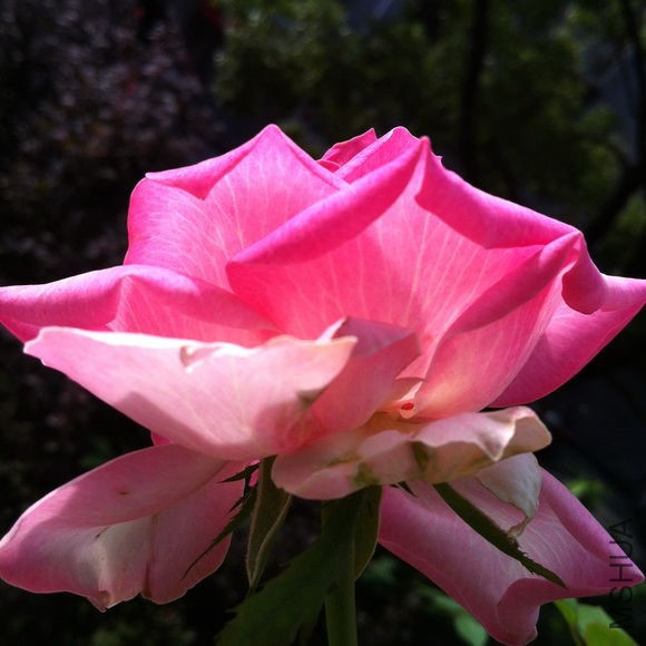 1000d543ad4bd113ebb3f01d52afa40f4bfb053c.jpg