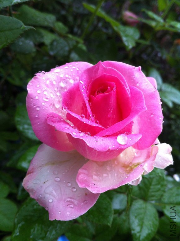 77567d310a55b319ee55a4654ba98226cefc1782.jpg
