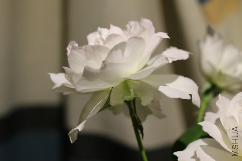 IMG_1849.JPG