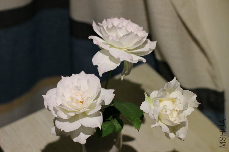 IMG_1851.JPG
