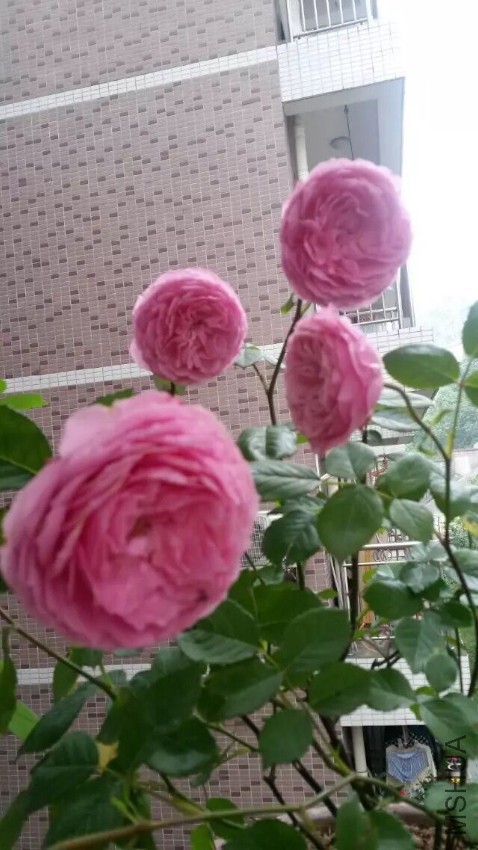 QQͼƬ20160721090538.jpg