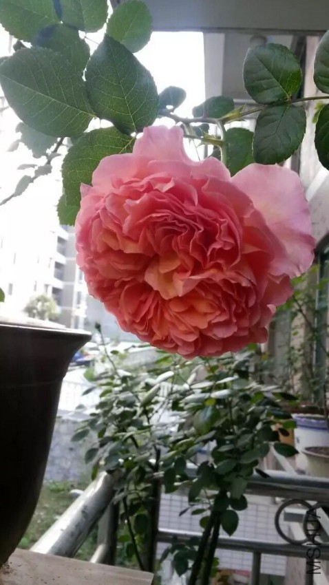 QQͼƬ20160721090546.jpg
