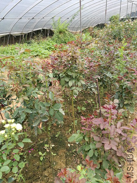 IMG_20160716_123250.jpg