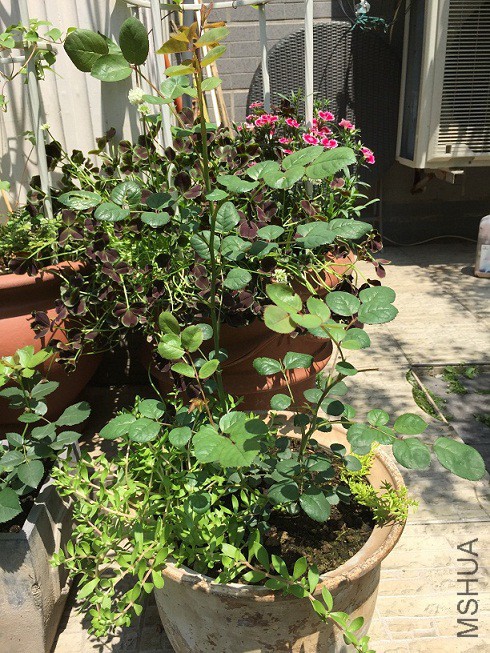 ���Ů��-20160430.JPG