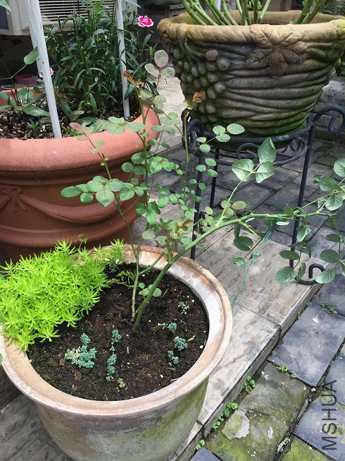 ���Ů��-20160619.JPG