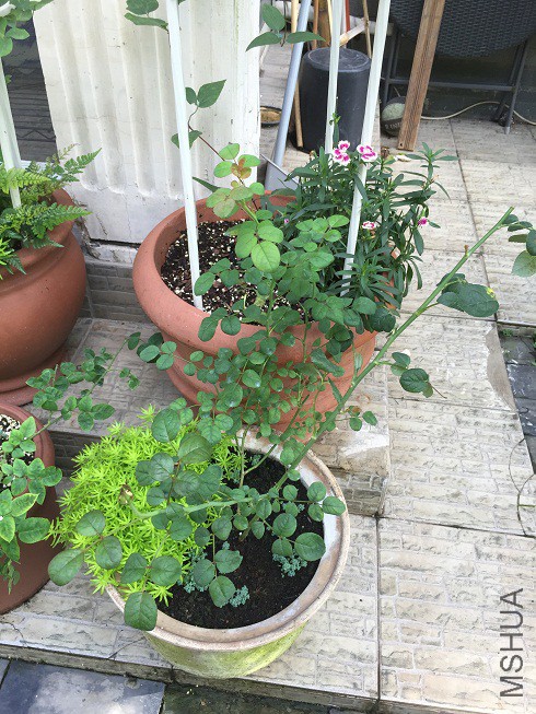 ���Ů��-20160706.JPG