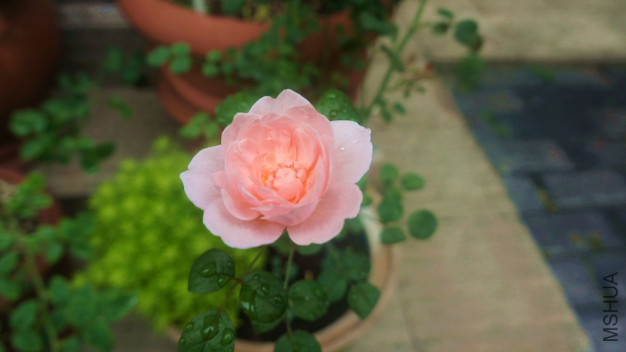 ���Ů��-20160710.jpg