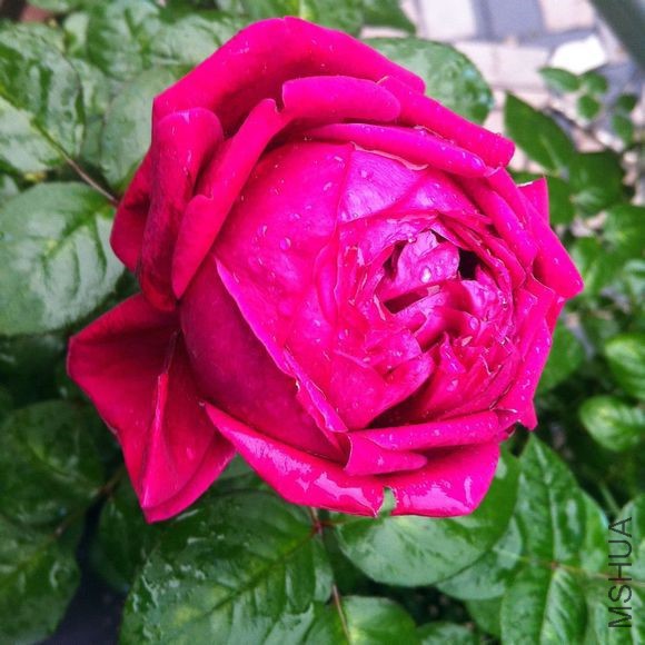 2b4bb08f8c5494ee724f0bc92bf5e0fe98257e02.jpg