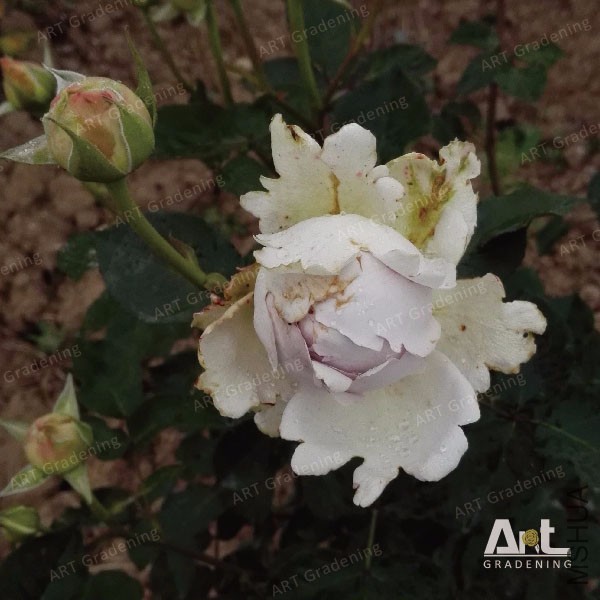 ������-01.jpg