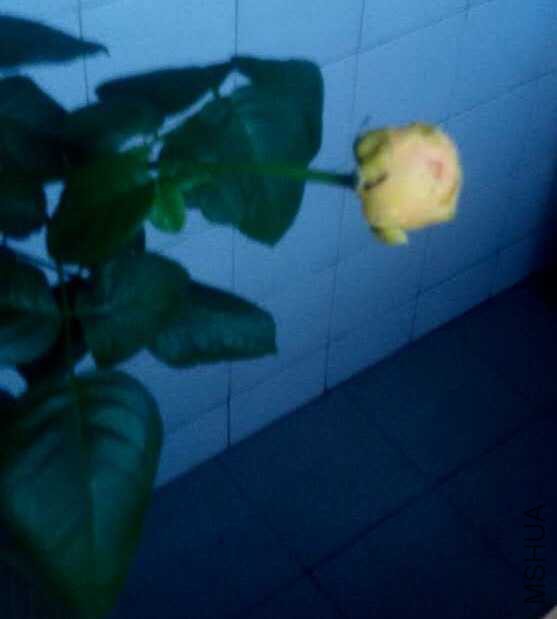 image.jpeg