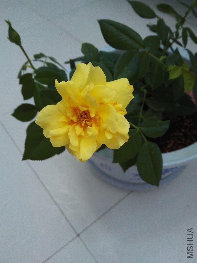 ���ܿ������ǽ������ϸո�ʢ���Ļ���