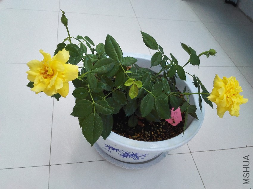 ���ܿ������ǽ������ϸո�ʢ���Ļ���