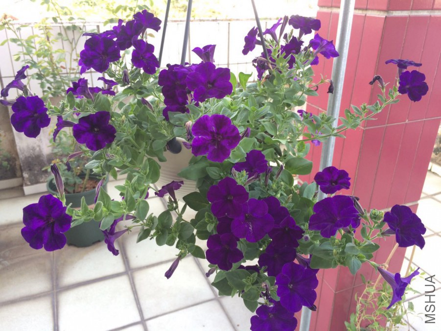 Ǥ���ľ�д򶥵Ĳ�����