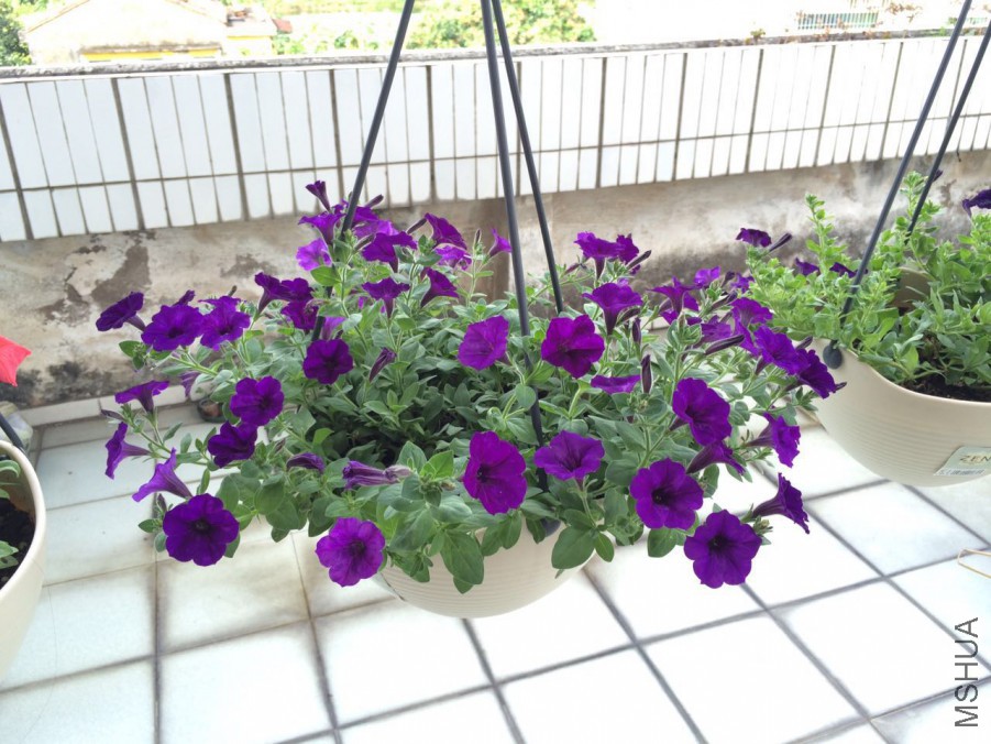 �򶥵Ĳ�����