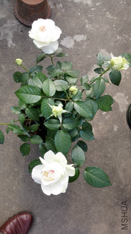 ��������