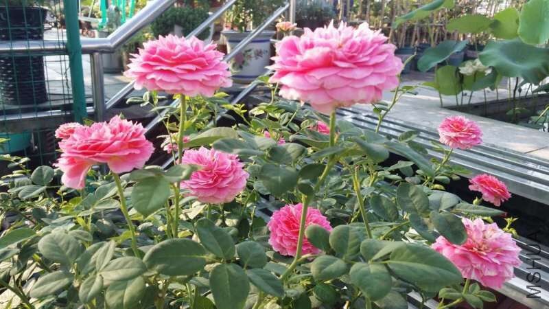 QQͼƬ20160725221737.jpg