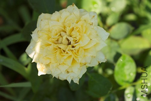 IMG_1180jpg0726.jpg