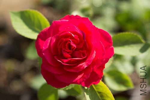 IMG_1179jpg0726.jpg