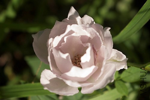 IMG_1190jpg0726.jpg