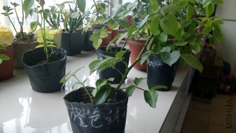 20160719_1.jpg