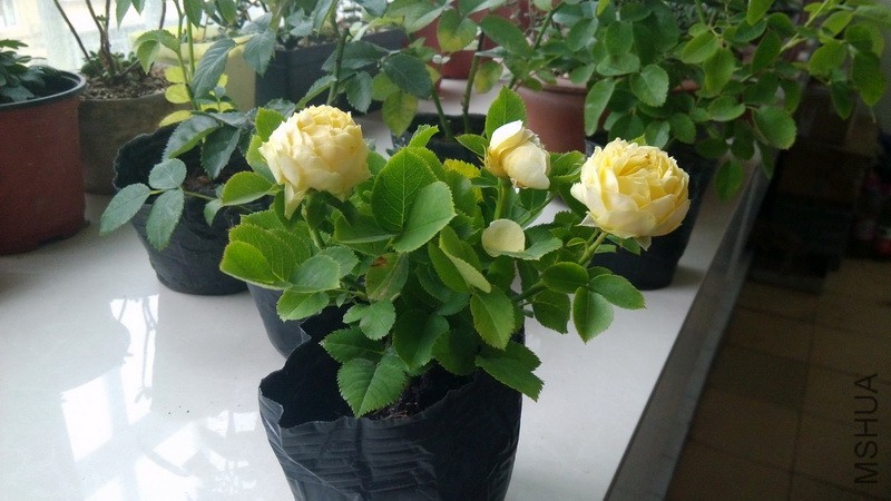 20160719_2.jpg