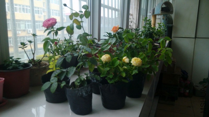 20160719_3.jpg