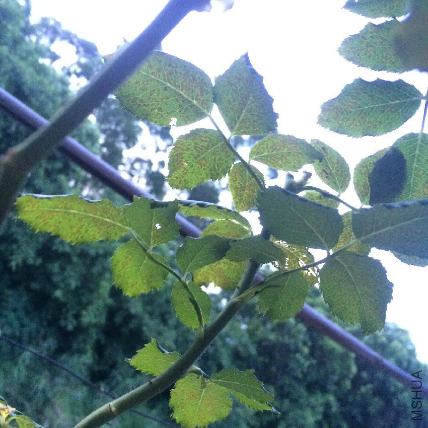 QQͼƬ20160727093633.jpg
