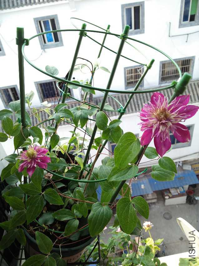 IMG20160727082622.jpg