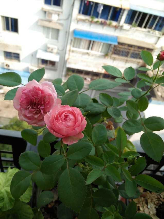 IMG20160727082521.jpg
