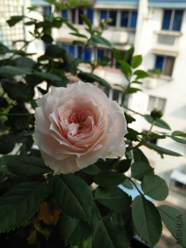 IMG20160727082510.jpg