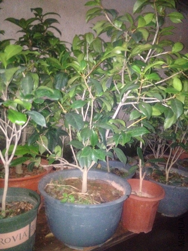 ��IMG_0385.JPG