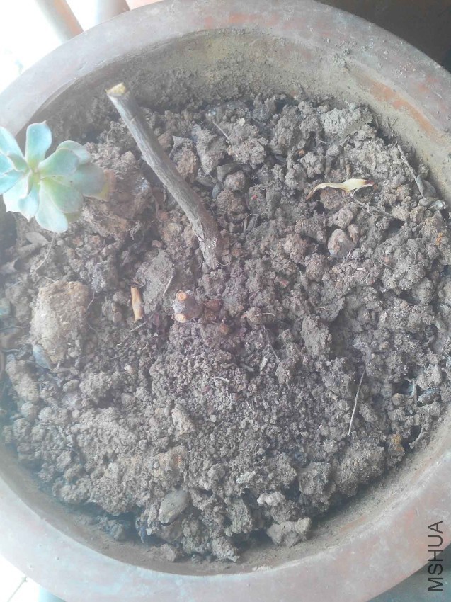 �¼���׮2.jpg