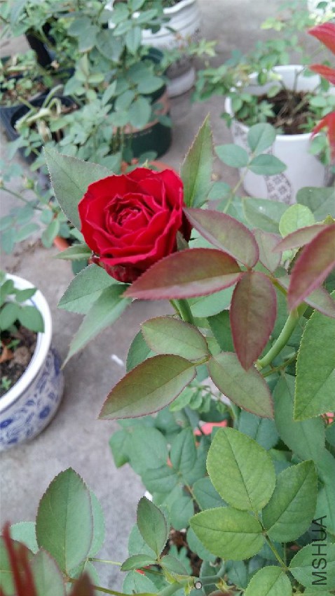 20160728_070855.jpg