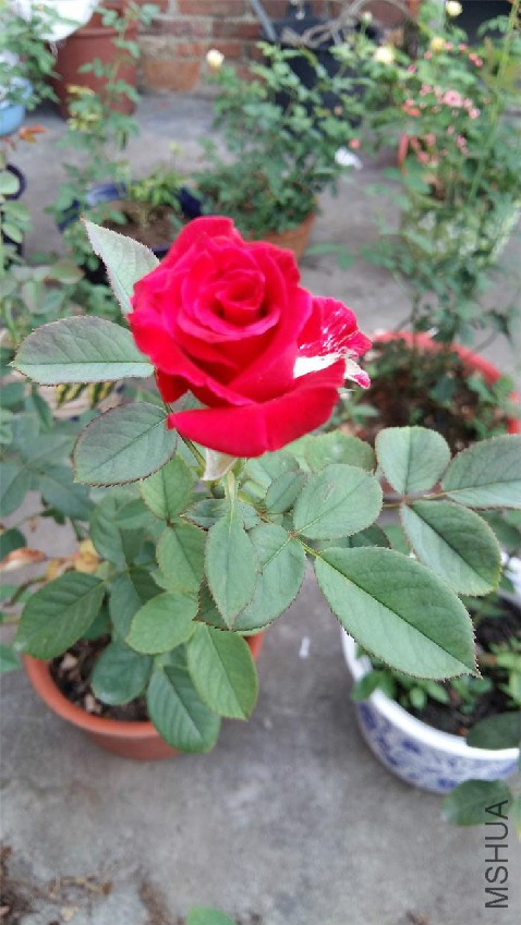 20160728_070837.jpg
