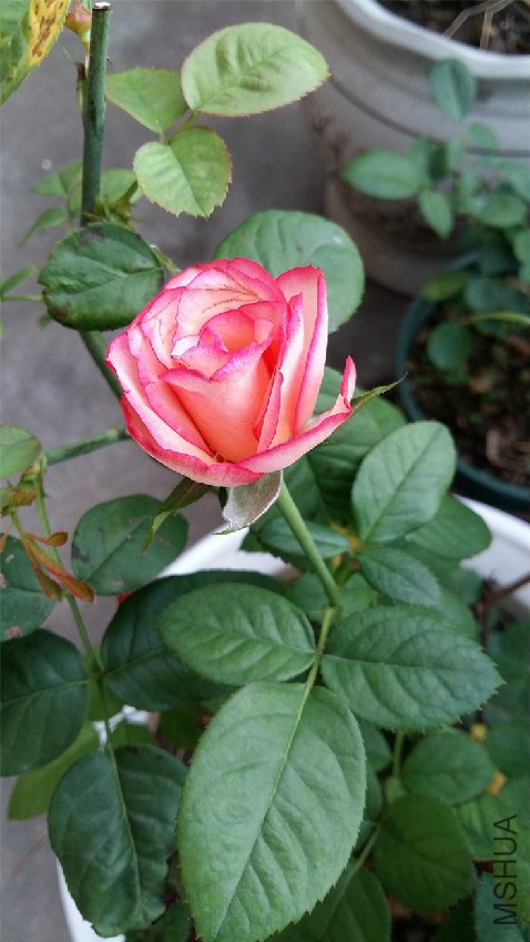 20160728_070811.jpg