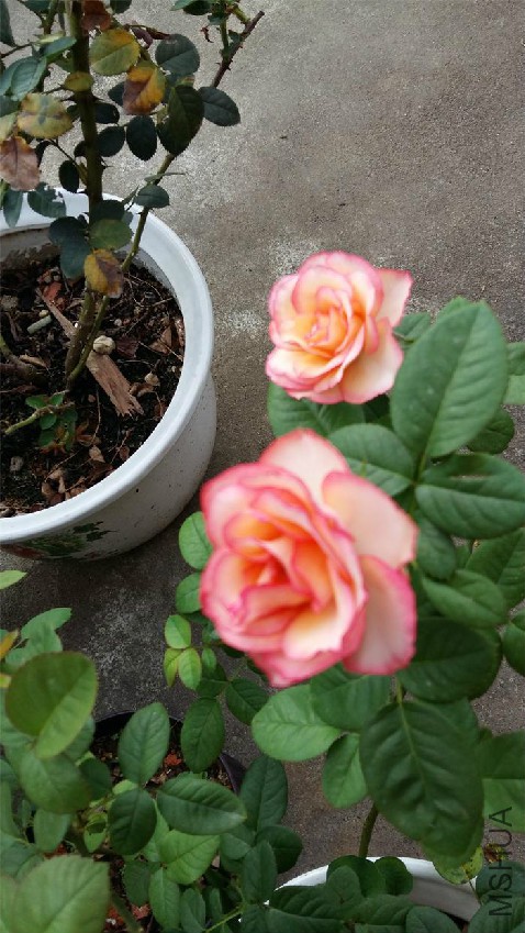 20160728_070752.jpg