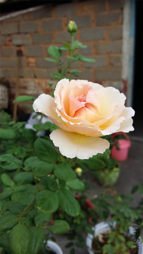 20160728_070709.jpg