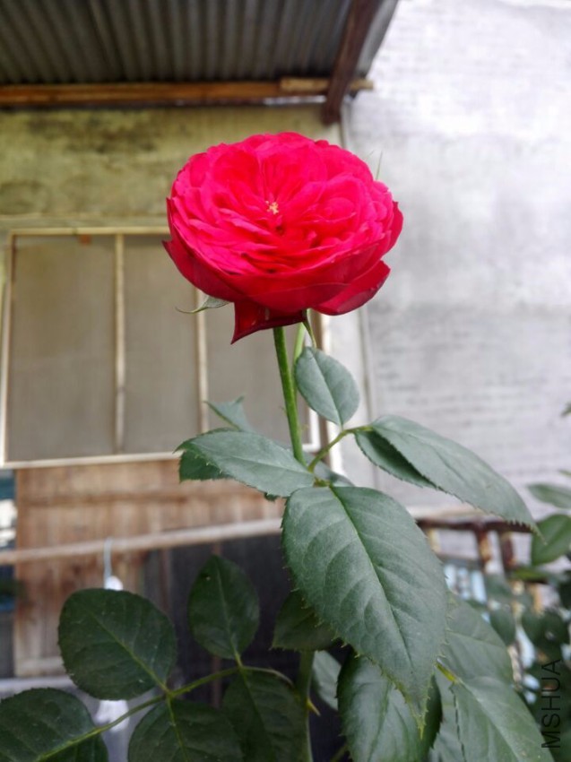 QQͼƬ20160729111922.jpg