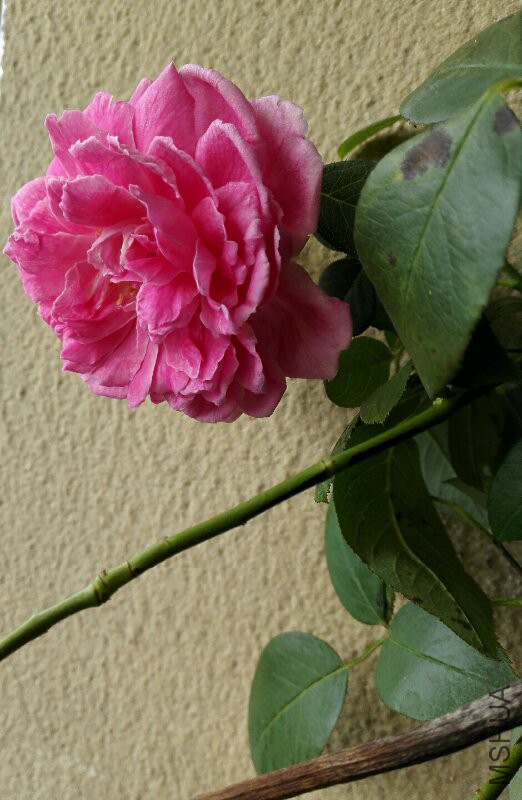 IMG_20160730_083741.jpg