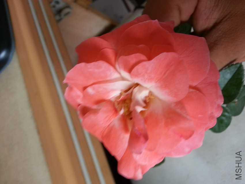 2016-07-30_11.16.46.jpg
