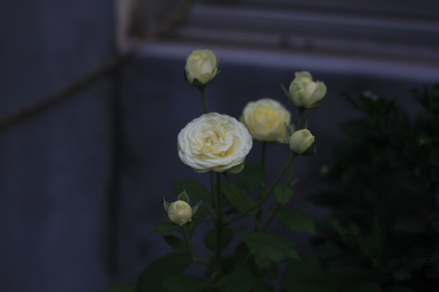 IMG_0645.jpg