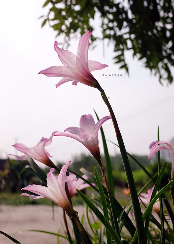DSCF1783.JPG