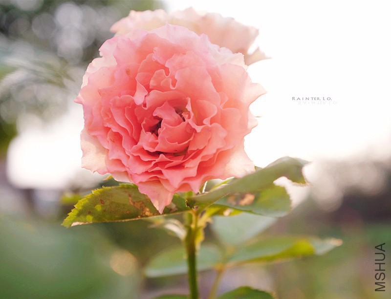 DSCF1801.JPG