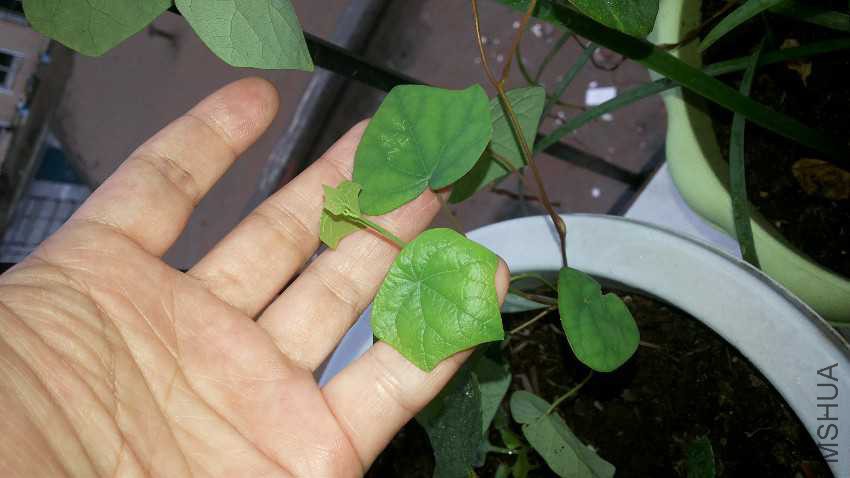 20160731_072657.jpg