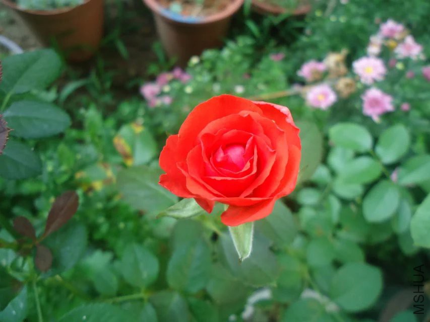 psb (7).jpg