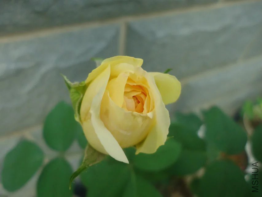 psb (8).jpg