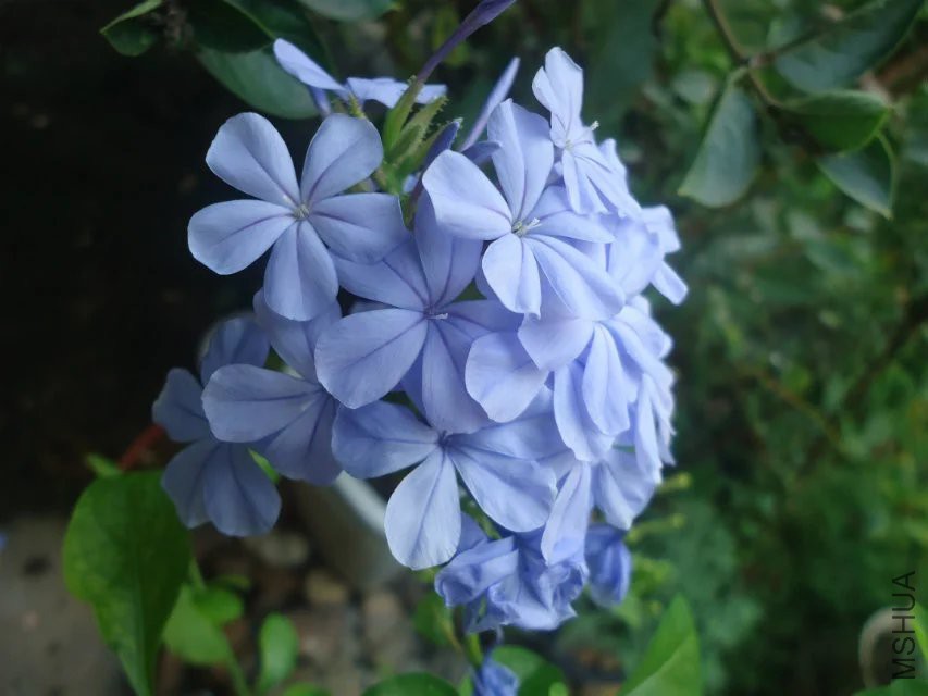 psb (9).jpg