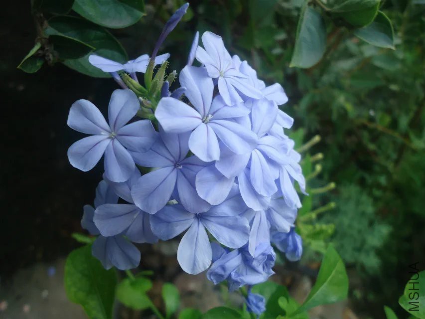 psb (13).jpg