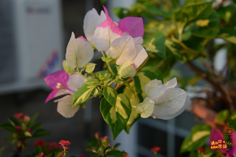 ��Ƭ 020_����.jpg